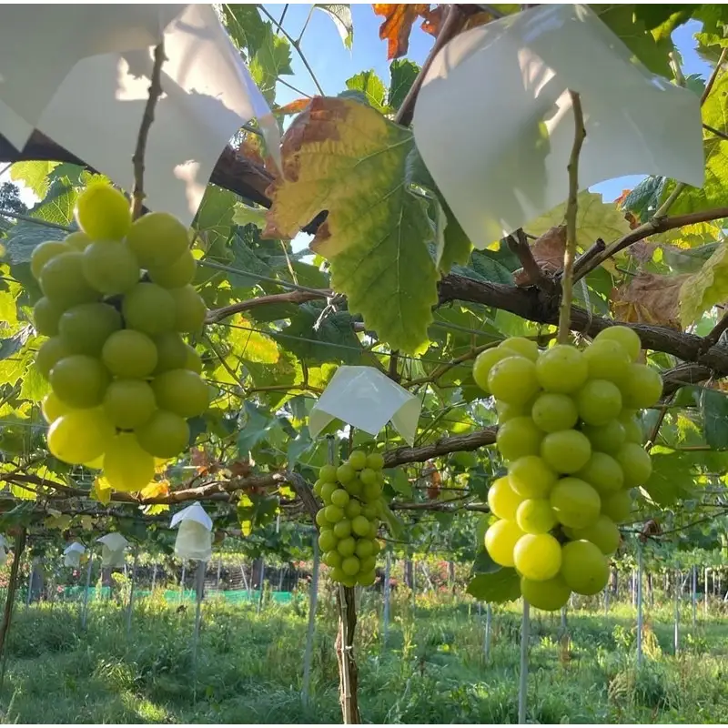 【先行予約／数量限定50】シャインマスカット 700g以上（1房入り）（2026年9月上旬～発送）