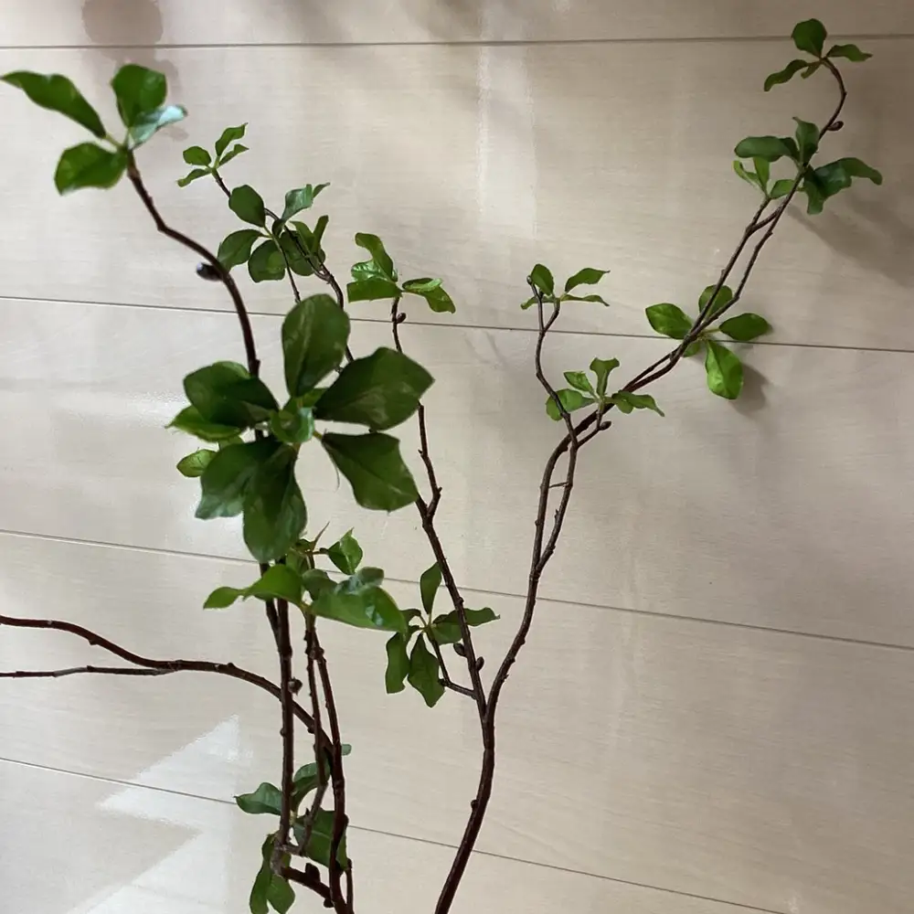 倒しても溢れない魔法の水「癒しの枝物」
