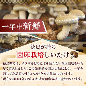 徳島県産 生しいたけ  1箱(12個～16個）