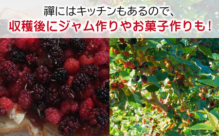 【期間限定6月~7月】親子で桑の実収穫体験と禅の里百年古民家「駅前宿舎禪」お泊り券/ フルーツ狩り 北陸観光 福井観光 おでかけ 家族旅行 永平寺 福井 北陸 [F-046001]