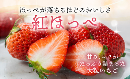 【定期便】メロン・イチゴ定期便 全2回