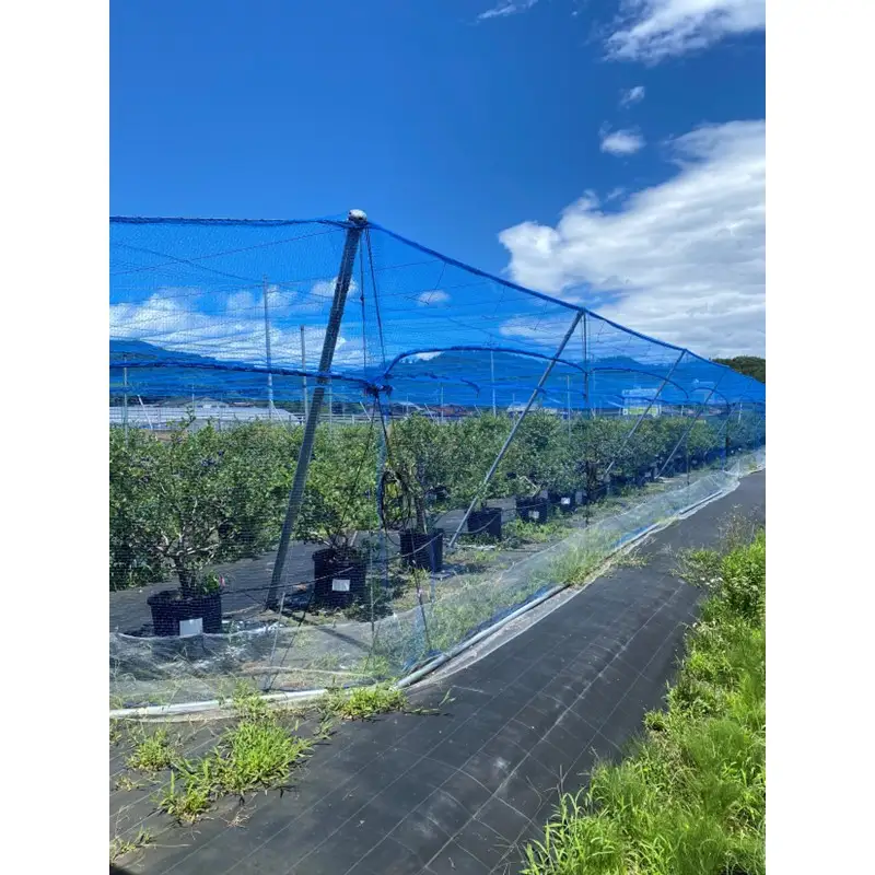 国産ブルーベリーピューレ3瓶 農薬不使用｜ベリー