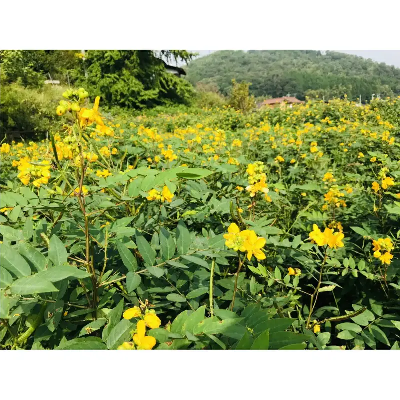 お茶 はぶ草茶 ティーバッグ 茶葉 葉だけ使用 10包_FU035_009