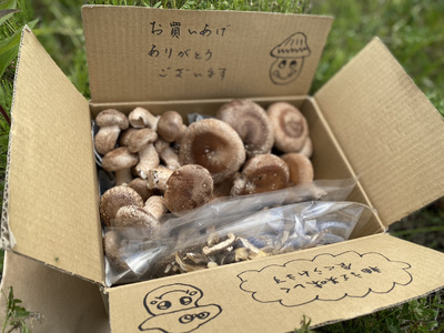 【豊受きのこ園】しいたけ詰め合わせセット《30日以内に出荷予定(土日祝除く)》LifeSS株式会社