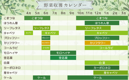 季節の野菜セット (8~10種)