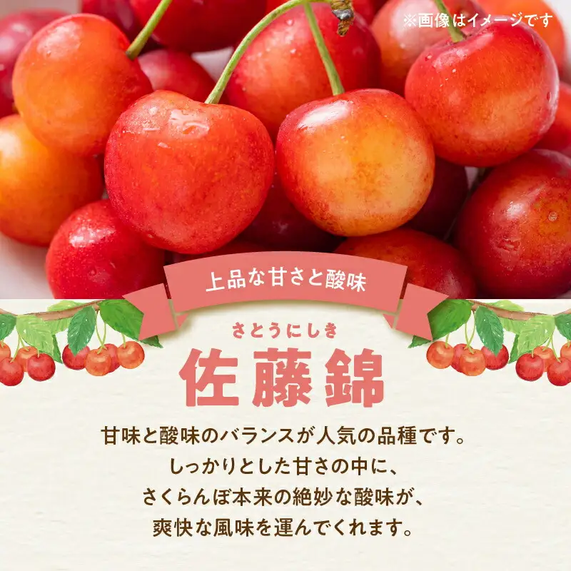 【先行予約：2026年初夏発送】さくらんぼ 毎年大好評！こだわりの東谷農園 余市産 さくらんぼ 1kg_Y037-0347
