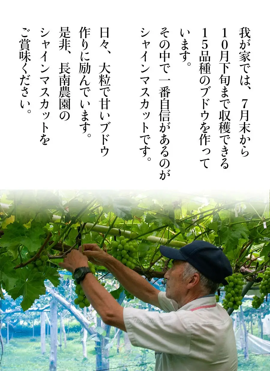 【令和8年産先行予約】 シャインマスカット 2房 約1.2kg　山形県鶴岡市産　長南農園