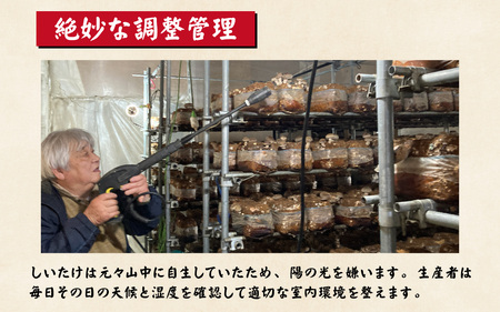 菌床肉厚しいたけ（福井県大野市産）1kg[A-003019]