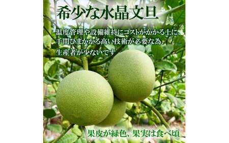 【先行予約】高知県産水晶文旦 特選ご贈答用 2Lサイズ 3個入り〈2026年10月上旬?11月上旬頃発送〉  /  ぶんたん ブンタン 水晶文旦 果物 柑橘 フルーツ お取り寄せ 特産品 おいしい【白木果樹園】 [BQAI017]