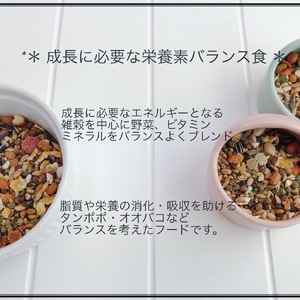 fuu うまうまセレクション リス ・ハムミックス＋（10kg）[145S35]