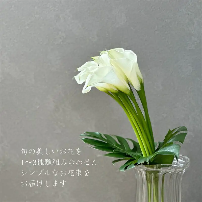 【月1回（全12回）】《数量限定・花瓶付き》～スタンダードstyle～季節の花束定期便（全12回）月1回お届け【 花 お花 神奈川県 小田原市 花 花】