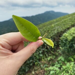 ハローキティ 緑茶 ティーバッグ 4袋 マグネット ハローキティ