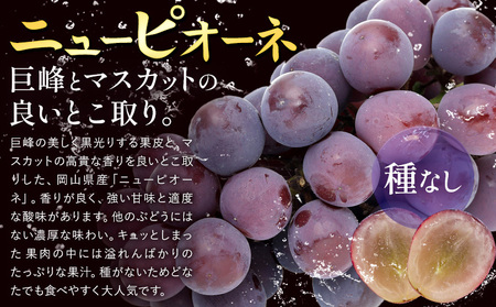【2026年先行予約】ぶどう ニューピオーネ ご家庭用 約 1.8kg 3～5房《2026年8月上旬-9月中旬頃出荷》株式会社fruceed ぶどう 送料無料 岡山県 浅口市 ぶどう フルーツ 果物 くだもの ピオーネ 家庭用 st-p