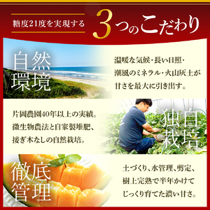 来年2026年先行予約！糖度抜群！奇跡のクインシーメロン（赤肉）2玉入り