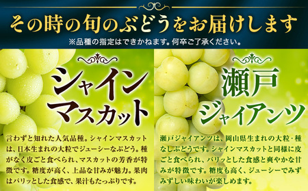 【2026年先行予約】くぼ農園 の ぶどう セレクション 約 2kg ( 3～4房 ) くぼ農園 《2026年9月上旬-10月上旬頃出荷(土日祝除く)》マスカット 送料無料 岡山県 浅口市 マスカット フルーツ 果物 贈り物　シャインマスカット ニューピオーネ 瀬戸ジャイアンツ 