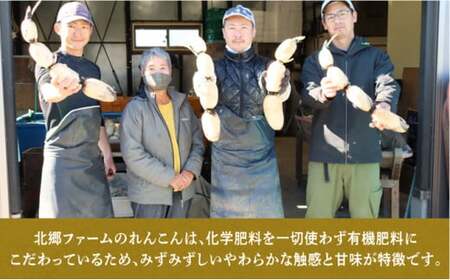 千葉県れんこん部門注文数最上位達成！【訳あり】無選別　神崎町ふるさと れんこん（4kg）（※4～7月受付分は8月以降順次発送）[013-a002]