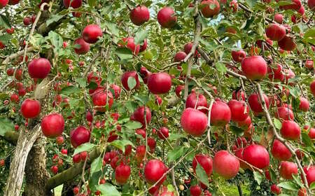 白鷹町産りんご （紅玉） 5kg りんご 林檎 果物 くだもの フルーツ 旬 紅玉 国産 山形県 白鷹町 【2026年9月下旬～10月上旬発送予定】