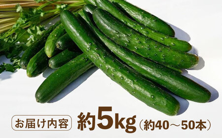 新鮮きゅうり 約5kg /株式会社 y's company（utsu和ya）[UDX002]きゅうり