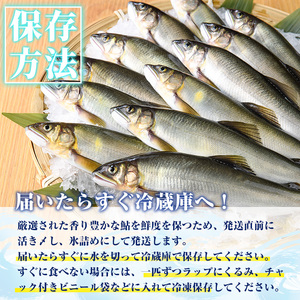 【北海道・離島配送不可】生若鮎(約1kg・12～16匹) 鮎 冷蔵 若鮎 生き〆 生きシメ 国産 門川町産 宮崎県産 塩焼き あゆ 川魚 養殖 香魚 期間限定 【ME-01】【米良水産】