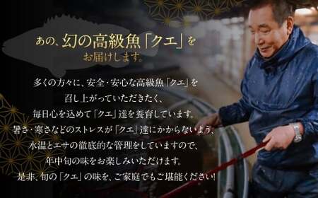 長崎の森で育てた『幻のクエ』 まるごと 一本(1kg～2kg前後)／ 海鮮 魚介 刺身 クエ 鍋 高級魚 長崎県 長崎市