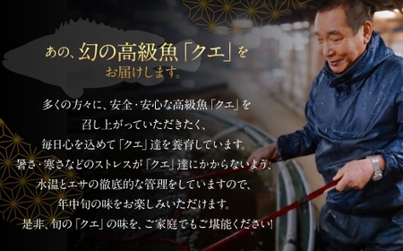 長崎の森で育てた『幻のクエ』 【セット】刺身用 5～6人前、鍋用 5～6人前（1kg～2kg前後×2）／ 計2kg～4kg前後 海鮮 魚介 高級魚 刺身 鍋 セット クエ 養殖 長崎県 長崎市