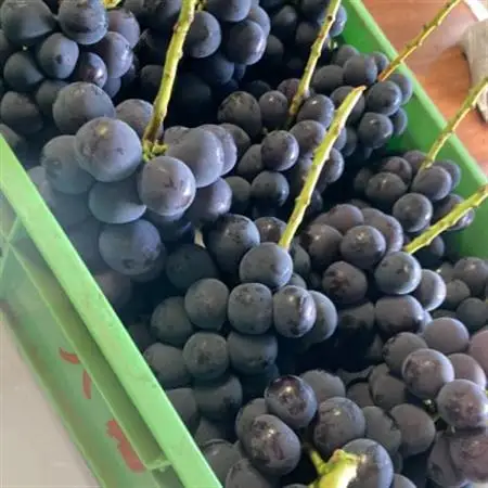 【2026年8月発送予定】ピオーネ2～3房(約1.5kg)【配送不可地域：離島】【1555648】