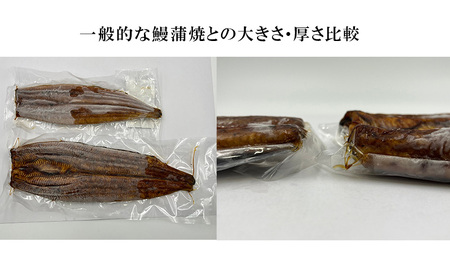 訳あり 国産 うなぎ 一般の約2倍 数量限定 蒲焼き 1本 250g 浜名湖産 鰻 特大 冷凍 浜松