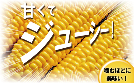 湘南 とうもろこし 3.6kg  【トウモロコシ 】
