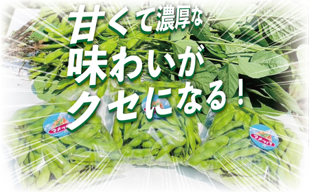 湘南枝豆 1.8kg【 枝豆 】 