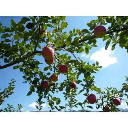 シャキシャキッ!完熟サンふじ 贈答用 約3kg【1558027】