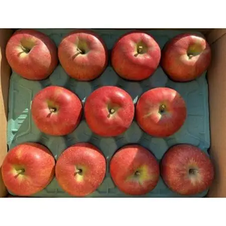 シャキシャキッ!完熟サンふじ 贈答用 約10kg【1558029】
