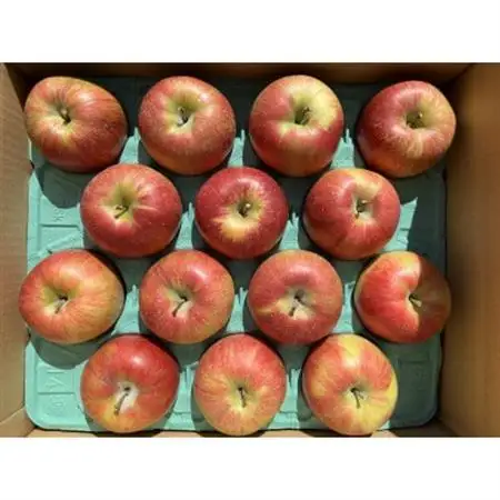 シャキシャキッ!完熟サンふじ 約5kg【1558030】