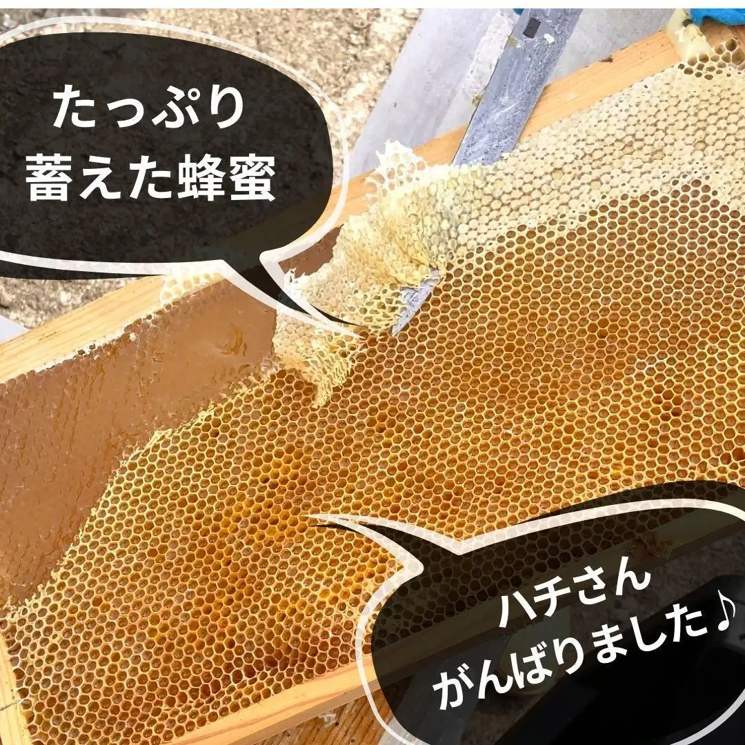 ありだ里山の蜂蜜 570g×2本セット 化粧箱入り