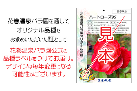 ＜予約受付＞2026年6月より発送　花巻温泉バラ園 オリジナル品種「ミラクルローズ90」　新苗　【1999】