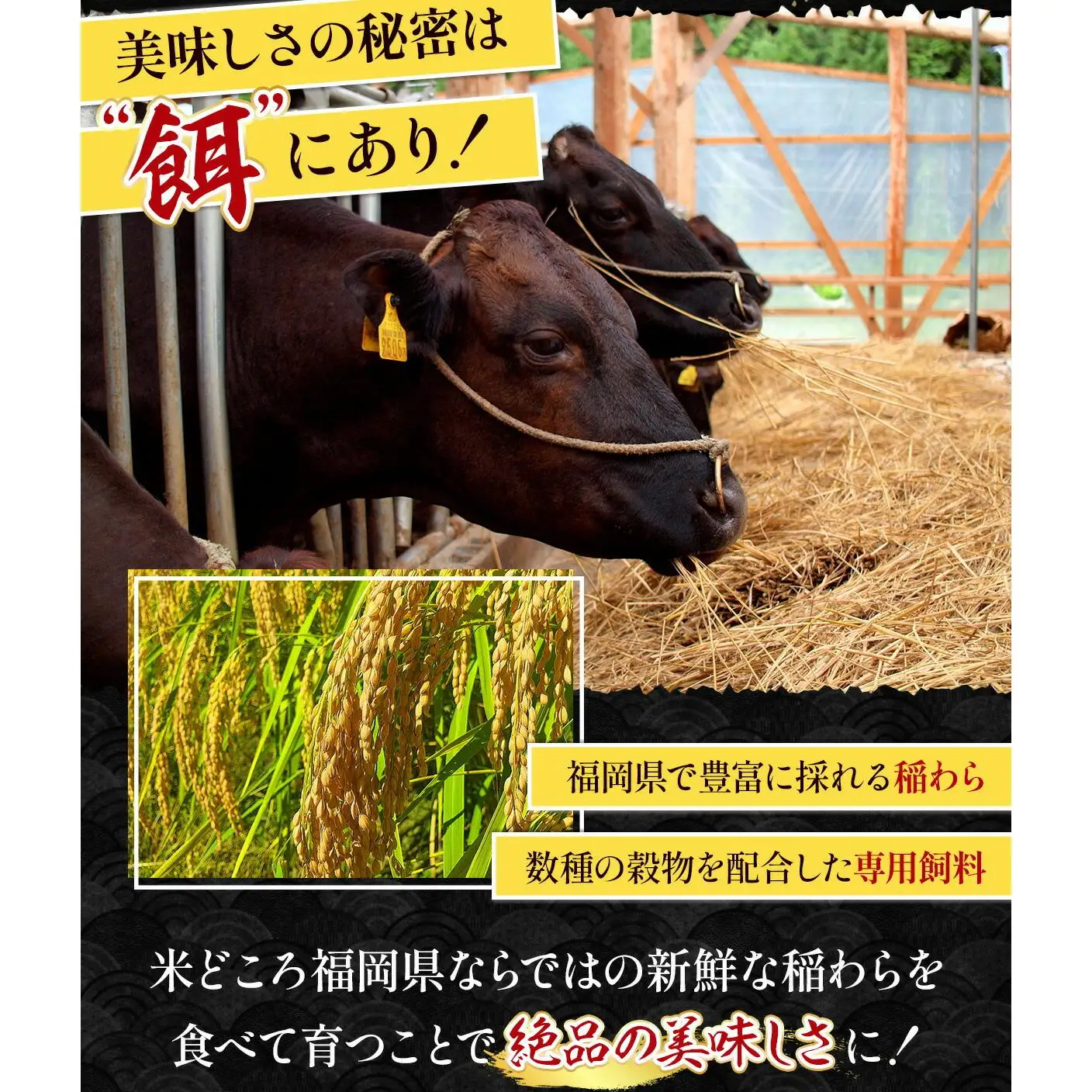 博多和牛バラ肉切り落とし 訳あり 1600g 400g×4 脂マシマシ Mk002 