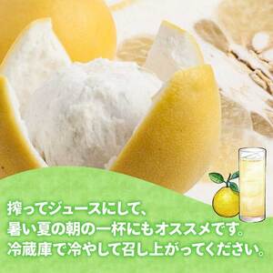 贈答用 河内晩柑 3kg YAMAUCHI FARM 河内晩柑 B010-084005