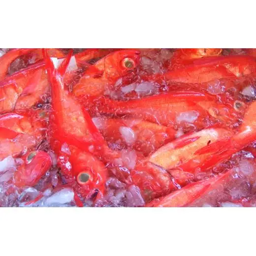金目鯛の姿煮【小】（約500g） ／ 銚子つりきんめ 銚金 金目鯛 キンメダイ 魚 煮付 贈答 贈り物 千葉県 匝瑳市