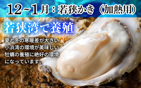 【定期便】【年2回】若狭の天然岩牡蠣（生食用）と若狭小浜ブランド 若狭かき（加熱用）2kg×2回 計4kg [BFAO014] 【配送不可地域：北海道・沖縄・離島】 