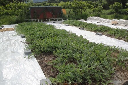 【先行予約】浜田市三隅町産の硬くて歯ごたえのある甘い大玉スイカ1玉（7kg前後）〈7月中旬から発送〉 【113_2064】