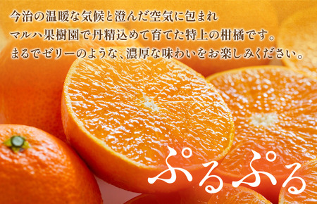 【先行予約】マルハ果樹園 プレミアムまどんな 12~15玉 化粧箱入