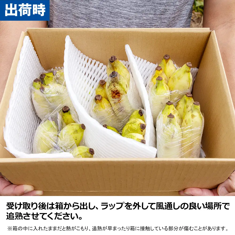 【小分け】モリンガファームさんご園芸のアップルバナナ3kg