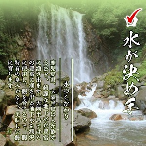 【数量限定】【化粧箱10箱】ご挨拶・配布用にも！鹿児島県産 山田水産の霧島湧水鰻＜計50尾(5尾×10箱)/計8kg(1尾あたり160g)＞ wc5-002-yy