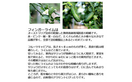 【先行予約】 フィンガーライム 約100g 100グラム〈2026年9月上旬?2026年11月下旬頃発送〉  / 当店おまかせ 果物 くだもの 果実 柑橘類 柑橘 フレッシュ 新鮮 お酒 果実酒 ジュース【白木果樹園】 [BQAI046]