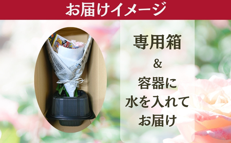 バラ 花束 35本  おまかせ ラッピング有 花 薔薇  生花 愛知県 田原市