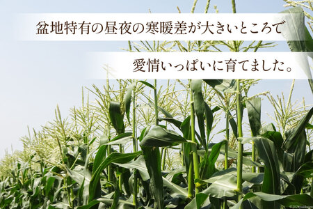 【期間限定発送】 野菜 とうもろこし ( ゴールドラッシュ ) 12本入 約5kg [笛吹農業協同組合 山梨県 中央市 21470872] やさい トウモロコシ コーン 甘い スイートコーン 季節限定 期間限定【2026年6月上旬～7月上旬発送予定】