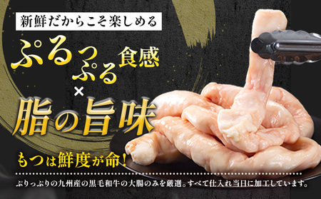 1本もつ鍋 (醤油味) 太腸編 1kg 入り《30日以内に出荷予定(土日祝除く)》もつ もつ鍋 醤油味 鍋 セット 詰め合わせ