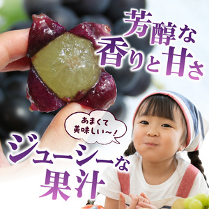 【ふるなび限定】〈2026年度配送分〉巨峰2房（約1.0kg） FN-Limited-SP