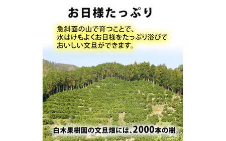 【先行予約】【果樹園直送】土佐文旦　4L　2個入り　1.5kg 大玉〈2027年2月中旬?3月下旬頃発送〉  / 　特選品贈答用　果物　柑橘　フルーツ　ぶんたん　ブンタン　分担　高知県土佐市　お取り寄せ 産地直送　おいしい 【白木果樹園】 [BQAI003]