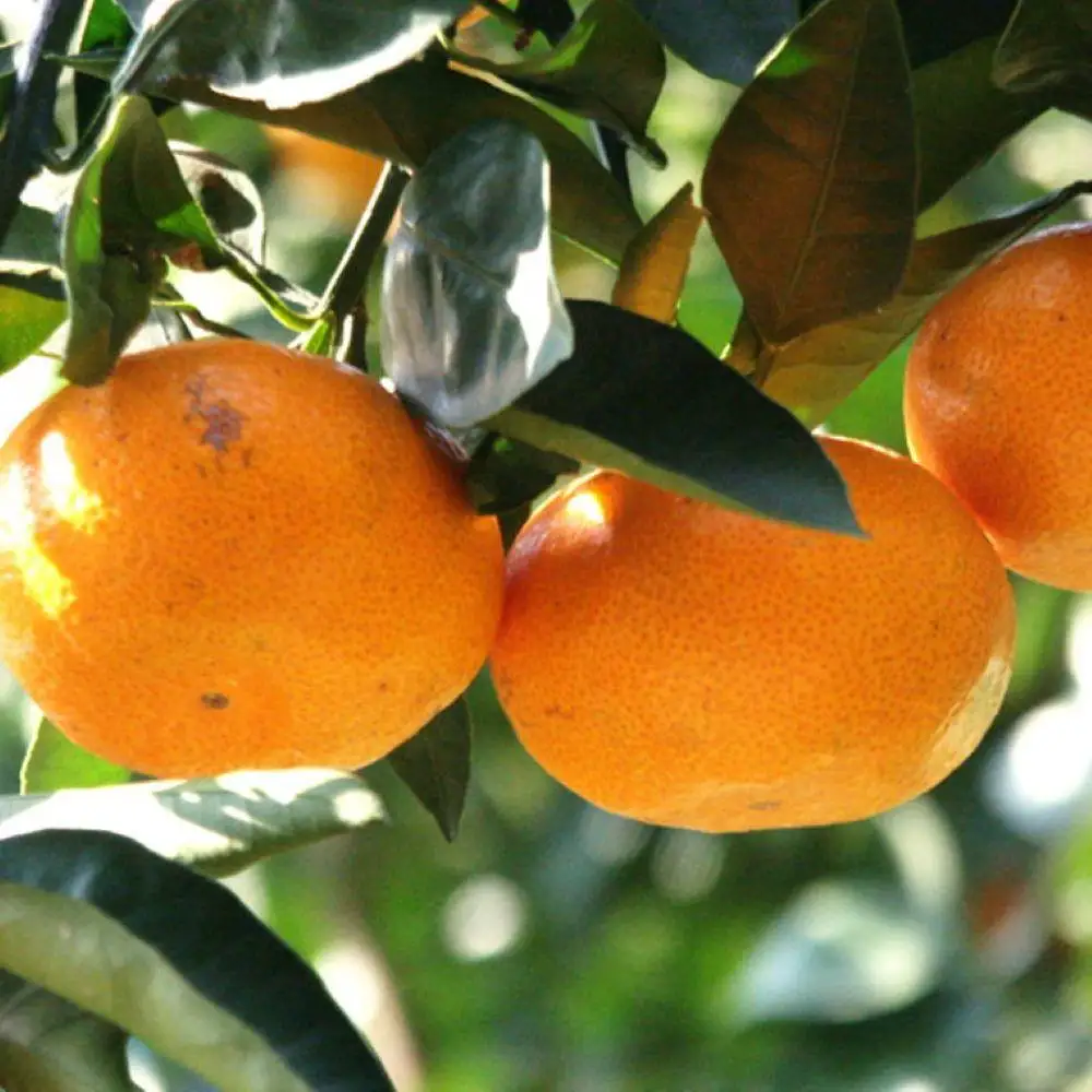 エコファーマーのこだわり 有田みかん 約5kg サイズ混合 秀・優品 ★2026年11月中旬頃より順次発送