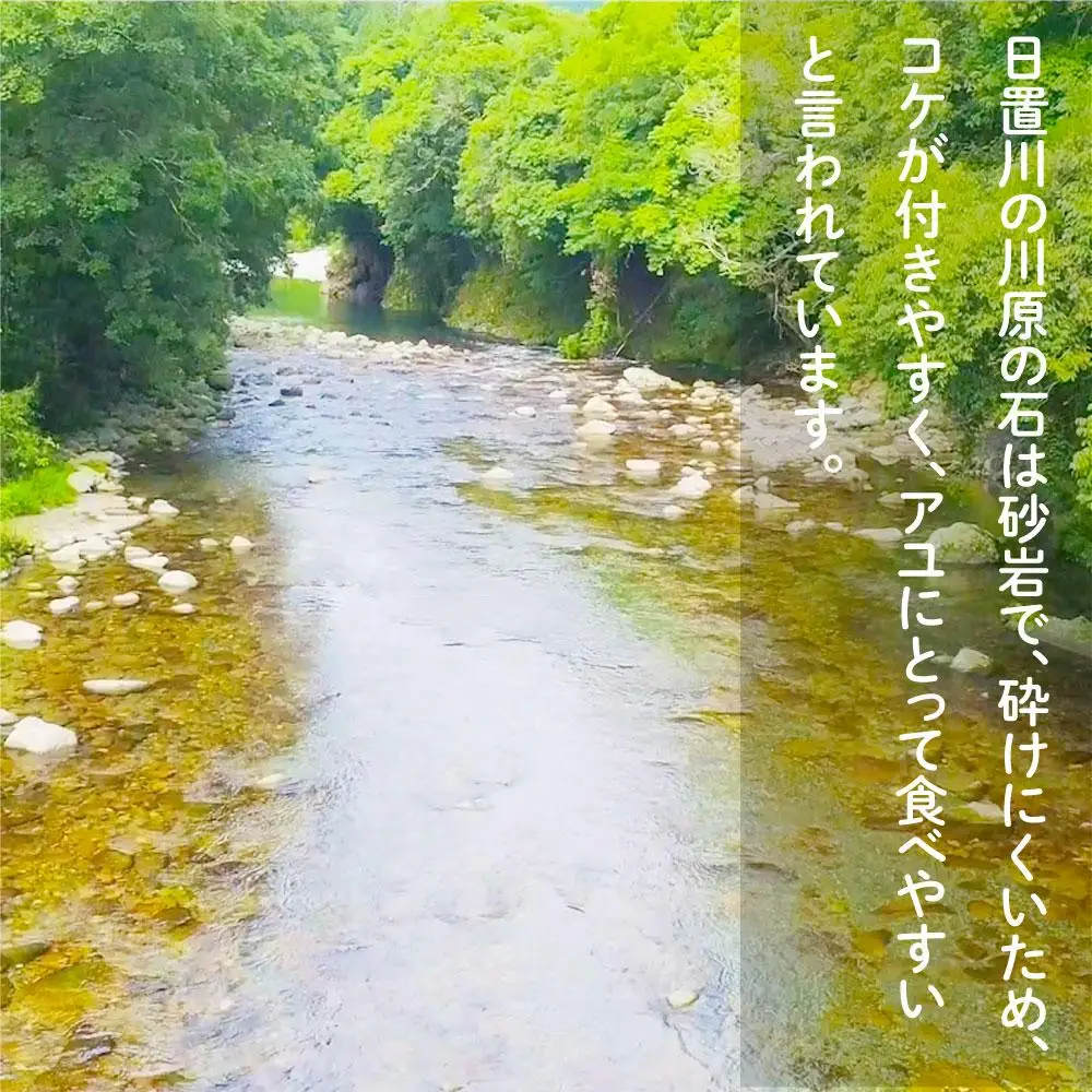 2026年度 日置川アユ遊漁券（一年券）